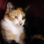 feira de adocao animal de rio das ostras acontece na quinta 2 de abril adocao 1 foto matheus muller 1