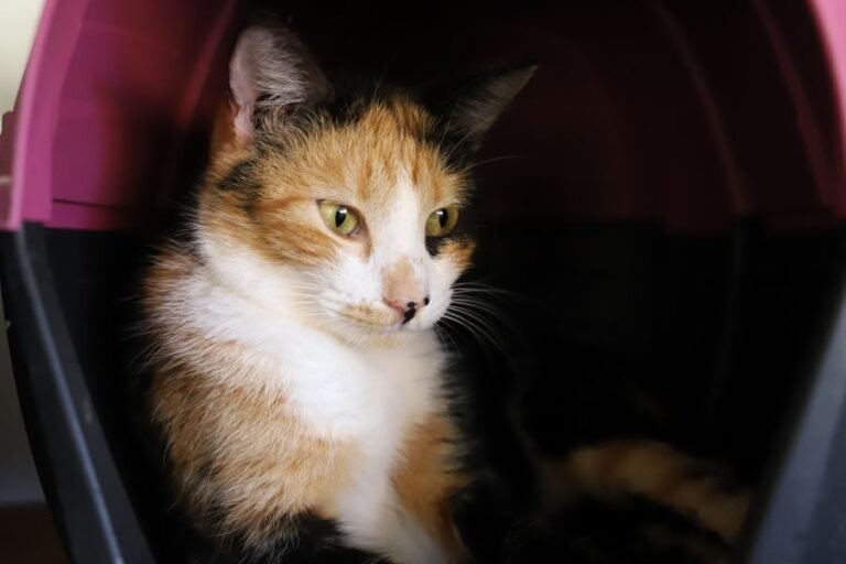 feira de adocao animal de rio das ostras acontece na quinta 2 de abril adocao 1 foto matheus muller 1