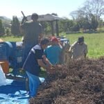 produtores de rio das ostras concluem colheita do feijao beneficiamento feijao cantagalo foto divulgacao 1